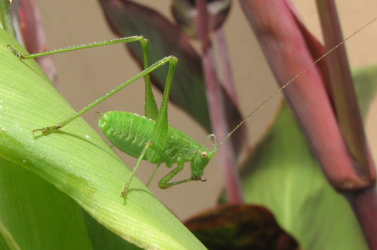 Phaneroptera sp. (ninfa)